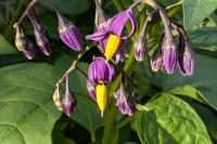 Solanum dulcamara