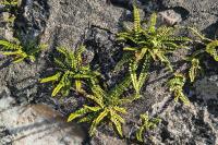 Asplenium trichomanes