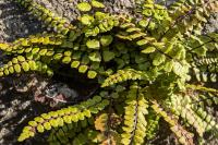 Asplenium trichomanes