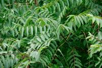 Ailanthus altissima