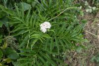 Sambucus ebulus