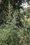 Artemisia vulgaris