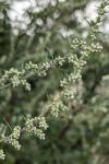 Artemisia vulgaris