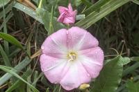 Convolvulus arvensis