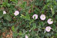 Convolvulus arvensis
