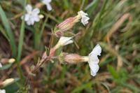 Silene latifolia
