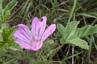 Malva sylvestris