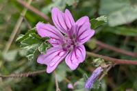 Malva sylvestris