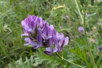 Medicago sativa