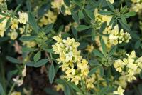 Medicago sativa