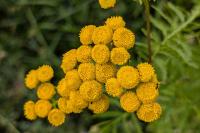 Tanacetum vulgare