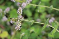 Mentha suaveolens