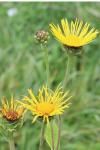 Inula helenium