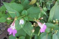 Impatiens balfourii