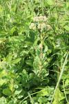 Hylotelephium telephium