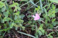 Ononis spinosa subsp. procurrens