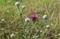 Cirsium eriophorum