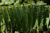 Rhus typhina