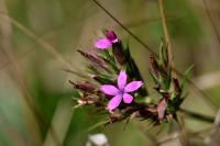 Dianthus armeria
