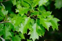 Torminalis glaberrima