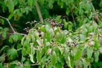 Cornus sanguinea