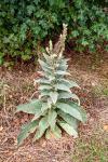 Verbascum pulverulentum
