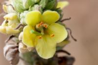 Verbascum pulverulentum