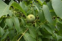 Juglans regia