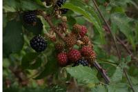 Rubus fruticosus