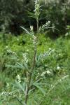 Artemisia vulgaris