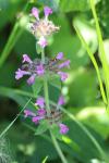 Clinopodium vulgare