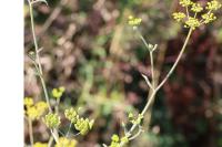 Pastinaca sativa