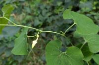 Aristolochia clematitis