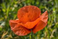 Papaver rhoeas