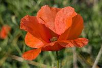 Papaver rhoeas