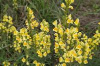 Linaria vulgaris