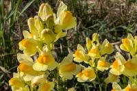 Linaria vulgaris