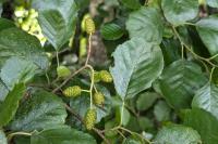 Alnus glutinosa