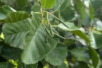 Alnus glutinosa