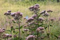 Eupatorium cannabinum