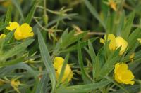 Ludwigia grandiflora