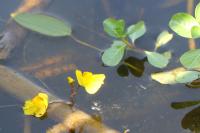 Utricularia neglecta