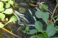 Ludwigia