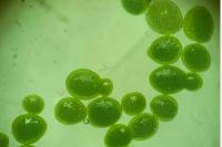 Wolffia arrhiza