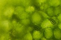 Wolffia arrhiza