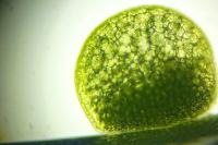 Wolffia arrhiza