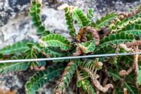 Asplenium ceterach