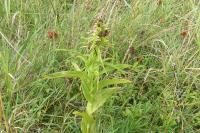 Epipactis helleborine