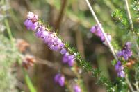 Erica cinerea