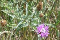 Centaurea decipiens